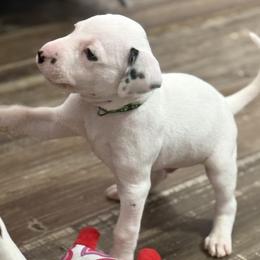 Ghost - White and black male Dalmatian puppy in Hastings, Florida from Love My Spotty Dalmatians