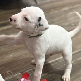 Ghost - White and black male Dalmatian puppy in Hastings, Florida from Love My Spotty Dalmatians