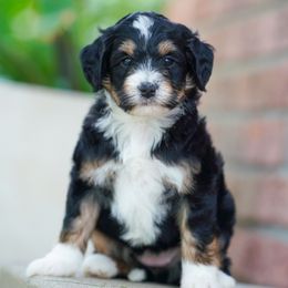 Beanie - Tri-color female Bernedoodle puppy in Dundee, Ohio from Down Home Doodle