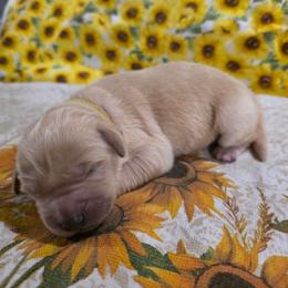 Girl 4 - Light golden female Golden Retriever puppy in Lawtey, Florida from Rise and Shine Goldens