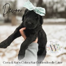 Devon - Black Goldendoodle puppy in Soddy Daisy, Tennessee from The W Doods