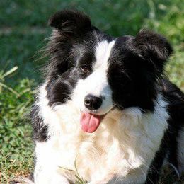 Border Collies and Nova Scotia Duck Tolling Retrievers from Avatar