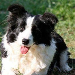 Border Collies and Nova Scotia Duck Tolling Retrievers from Avatar