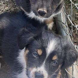 Miniature Australian Shepherds from Longavista Mini Aussies