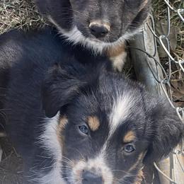 Miniature Australian Shepherds from Longavista Mini Aussies