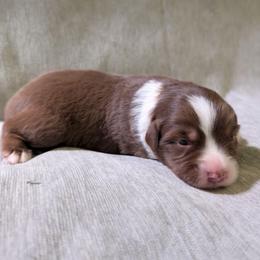 Coco - Red tri female Miniature Australian Shepherd puppy in Crockett, Texas from Pleasant Grove Aussies