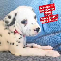 Alastor (Red Collar Male) HUA - White and black male Dalmatian puppy in Raymondville, Missouri from Wagner's Dalmatian's