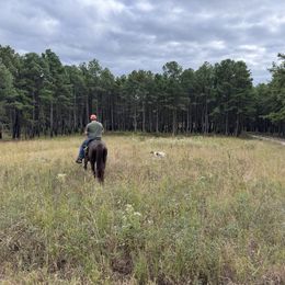 German Shorthaired Pointer All Grown Up from East Coast Bird Dogs