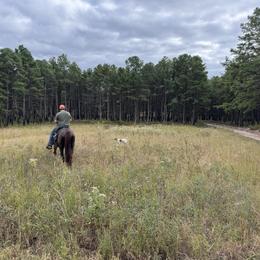 German Shorthaired Pointer All Grown Up from East Coast Bird Dogs