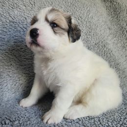 Moose - green collar - White and badger male Great Pyrenees puppy in Monmouth, Maine from Flewelling Great Pyrenees