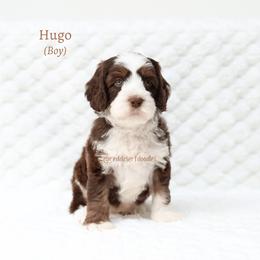 Hugo - Chocolate male Australian Labradoodle puppy in Hurricane, Utah from Red Desert Doodles