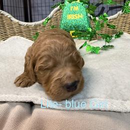 Light Blue - Chocolate female Goldendoodle puppy in Clermont, Florida from Da Ruba Doodles