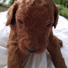 Poodle Puppies from Cartiers Kennel