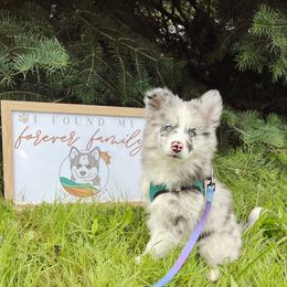 Cruise - Merle male Pomsky puppy in Cleveland, Ohio from Lake Point Pomskies