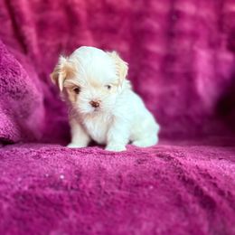 AKC   Cassandra - Cream and white female Shih Tzu puppy in Las Vegas, Nevada from Vegas Shih Tzus