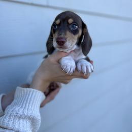 Stitch - Chocolate and cream male Dachshund puppy in Browns Valley, California from Hidden Oaks Dachshunds