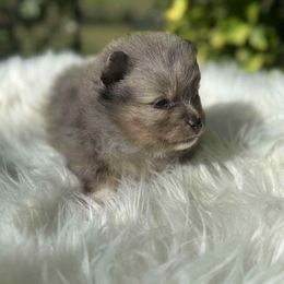Luke Skywalker - Blue merle male Pomeranian puppy in Sandia, Texas from Broken Arrow Poms
