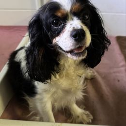 Honey - Cavalier King Charles Spaniel