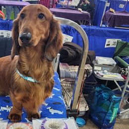 Brittanys and Dachshunds from Mayder Falk Dachshunds & Brittanys of Township Line