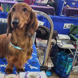 Brittanys and Dachshunds from Mayder Falk Dachshunds & Brittanys of Township Line