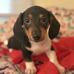 Dachshund Puppies from Vibrant Eyes Doxies