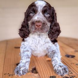 Boy 2 - Blue - Liver white and roan male English Springer Spaniel puppy in Lake City, Fl, Florida from Spradley Springers & GSP's