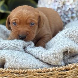 Gotham - Yellow male Labrador Retriever puppy in Puyallup, Washington from 12 Door Farm Labradors