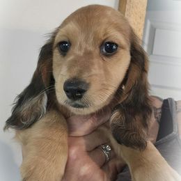 Dachshund puppies from Valley Springs Daschunds