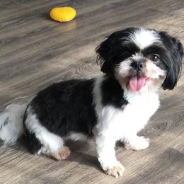 Rosie - Shih Tzu