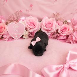 Black Girl - Black female Pug puppy in Tulsa, Oklahoma from Locust Creek Pugs & Japanese Chin's