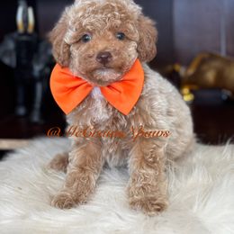 Cavapoo, Maltipoo, and Poodle Puppies from McCraws N Paws