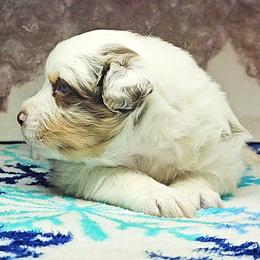 Boy 3 - male Australian Shepherd puppy in Cripple Creek, Colorado from Laughing Crow Aussies