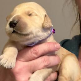 Purple collar - Light golden female Golden Retriever puppy in Indianapolis, Indiana from ZuGolden Retrievers & Doodles