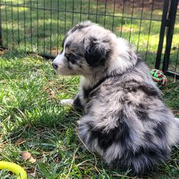 Meadow - Blue merle female Australian Shepherd puppy in Lubbock, Texas from Barn Raised Aussies