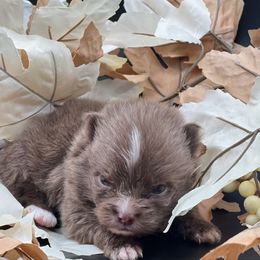 Boy 2 - Chocolate male Pomeranian puppy in Brentwood, California from Royalpawpoms