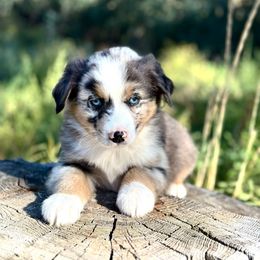 Woodrow Call - Blue merle male Miniature American Shepherd puppy in Bayard, Nebraska from Puppies by Alies