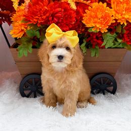 Harmony - Apricot female Goldendoodle puppy in Statesville, North Carolina from Doodle Babies