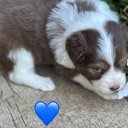 Blue Collar - Red tri-color male Australian Shepherd puppy in Stayton, Oregon from Russell Ranch Aussies