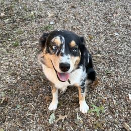 Dolly - Miniature Australian Shepherd