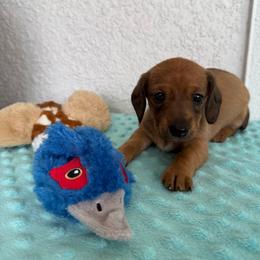 Button - Red female Dachshund puppy in Palm Bay, Florida from Anastasia’s Royal Weenies