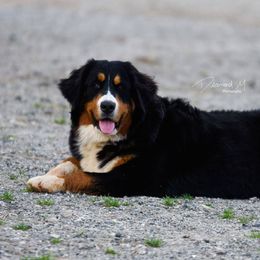 Bernese Mountain Dogs and Great Danes from Stonebrook Gentle Giants