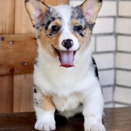 American Corgi, Collie, and Pembroke Welsh Corgi All Grown Up from Voneida Collies & Corgis