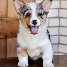 American Corgi, Collie, and Pembroke Welsh Corgi All Grown Up from Voneida Collies & Corgis