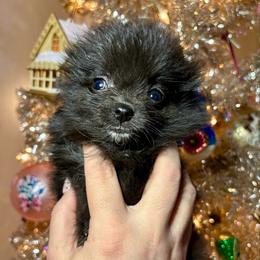 Rutabaga - Black female Pomeranian puppy in Springfield, Missouri from Hope Mountain Pomeranians