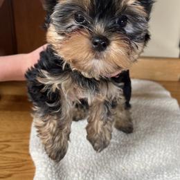 Yorkshire Terrier Puppies from Bohemian Beauty Yorkshire Terrier