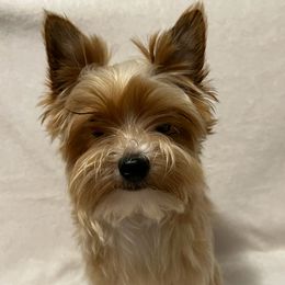 Yorkshire Terriers from Enchanted Yorkies
