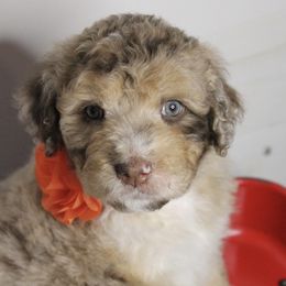 Aussiedoodle Puppies from Gore Doodle Ranch