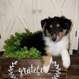 Johnathan - Black white and tan male Collie puppy in Chilhowie, Virginia from Jolly Collies