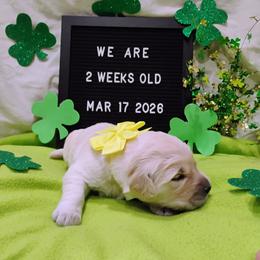 Yellow collar girl - Light golden female Golden Retriever puppy in Rochester, Washington from Grand Mound Goldens