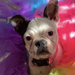Pixie - Boston Terrier